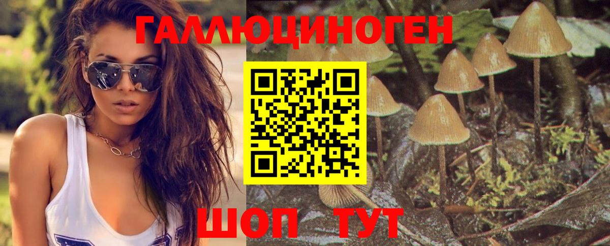 Псилоцибиновые грибы Psilocybe  Вход с VPN  Гагарин 